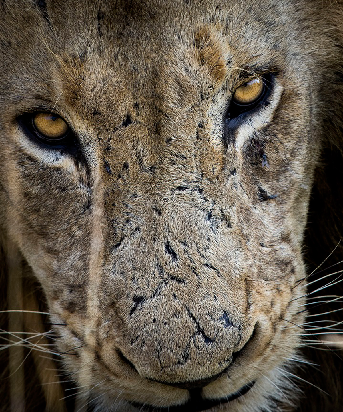 Lion portrait taken in Manyeleti Game Reserve, South Africa © Armand Grobler 