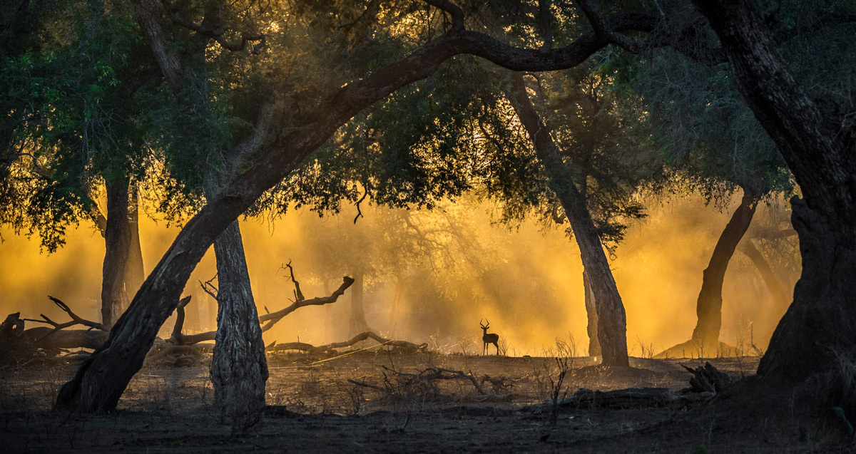 Golden light in the 'blue forest' with an impala, Mana Pools National Park, Zimbabwe © Artur Stankiewicz