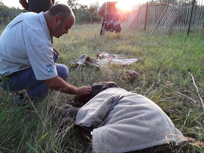 Three-month-old elephant calf, rescued in Maputo Special Reserve, Mozambique