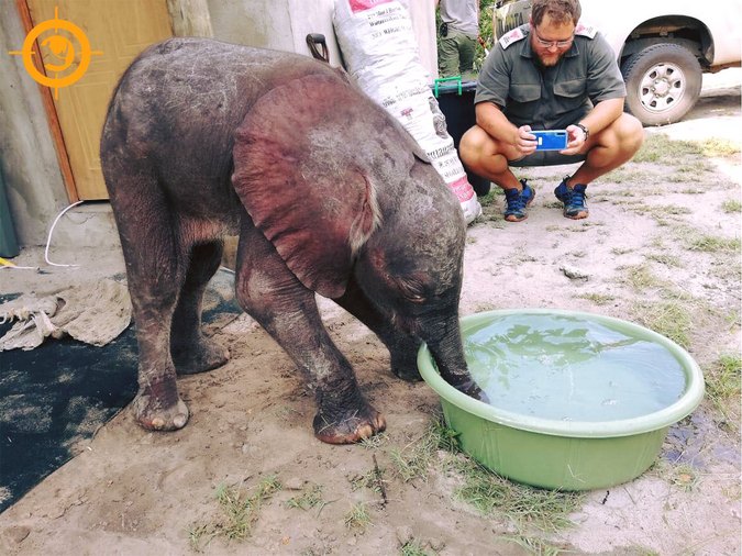 Three-month-old elephant calf drinking, rescued in Maputo Special Reserve, Mozambique