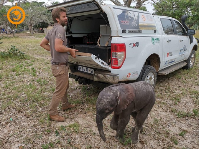 Three-month-old elephant calf, rescued in Maputo Special Reserve, Mozambique