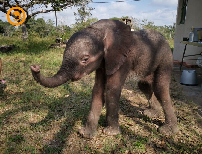 Three-month-old elephant calf, rescued in Maputo Special Reserve, Mozambique