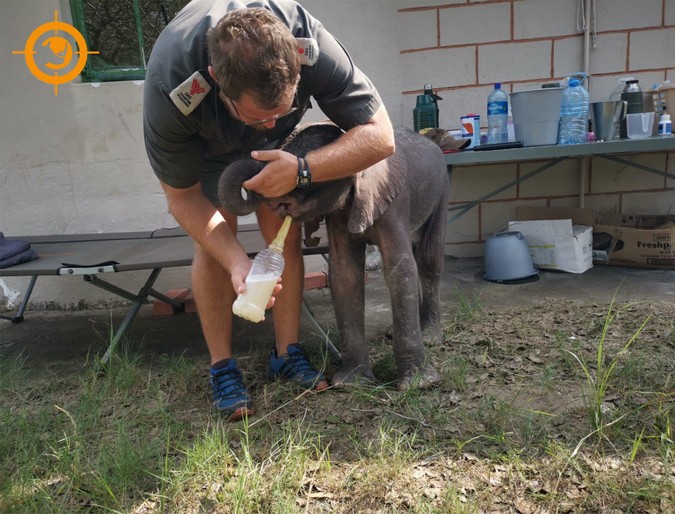 Three-month-old elephant calf being fed, rescued in Maputo Special Reserve, Mozambique