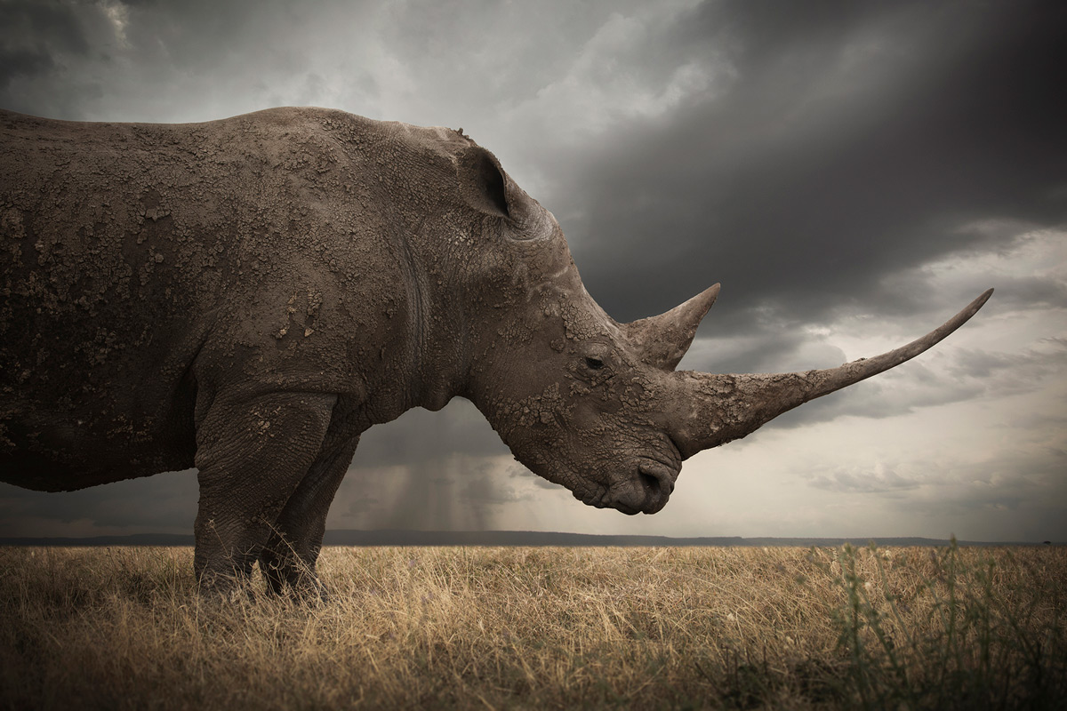 "The primordial" – Marine, a giant white rhino with one of the longest horns around, somewhere in Africa © Björn Persson
