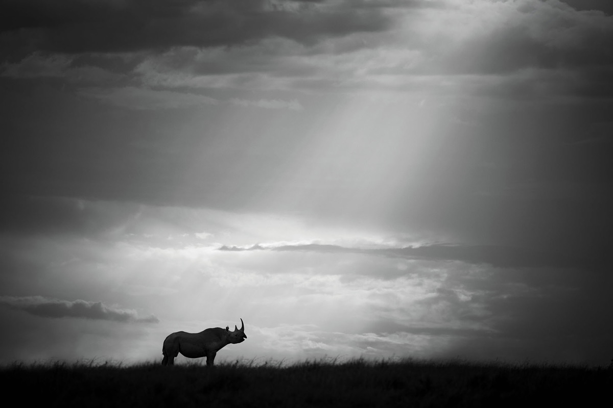 "A sun pillar breaks through the clouds from above and almost points at the rhino as the chosen one." – Maasai Mara National Reserve, Kenya © Björn Persson