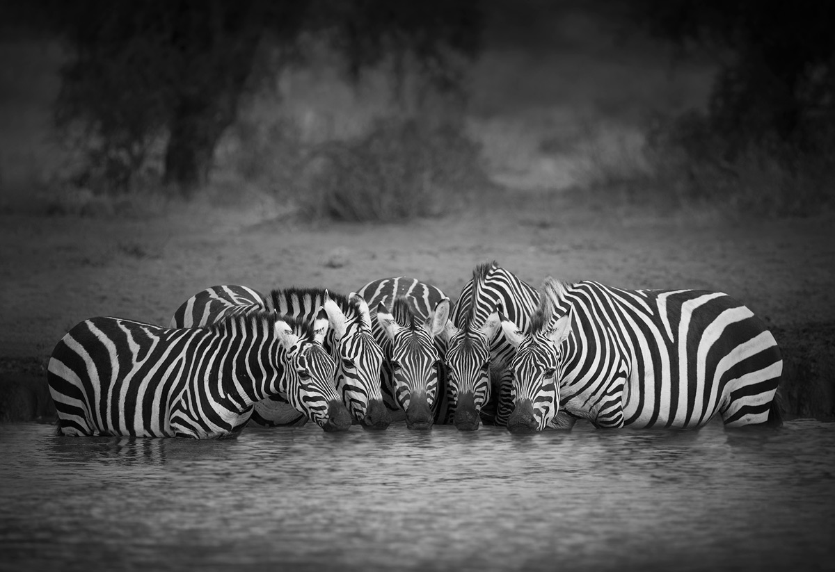 A group of zebras stay close together for protection as they quickly quench their thirst at a waterhole in Amboseli National Park, Kenya © Björn Persson 