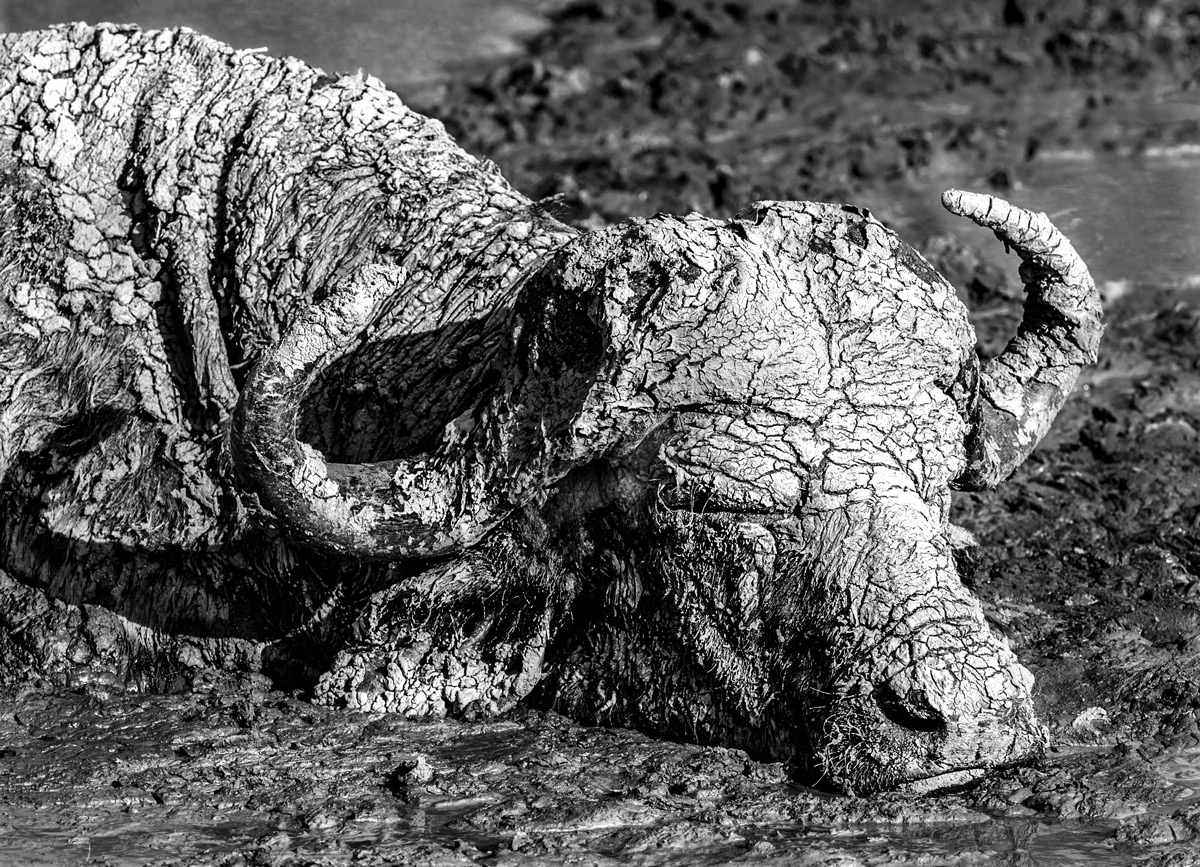 A Cape buffalo in near-perfect dried mud camouflage rests during the midday heat, Sabi Sands Game Reserve, South Africa © Bruce Miller