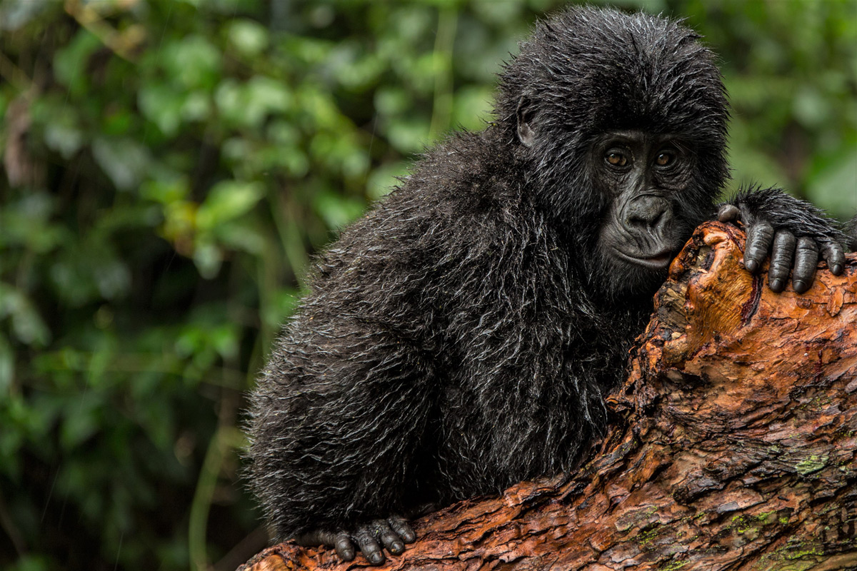 A young mountain gorilla from the Nkuringo family group waits out the rain shower in Bwindi Impenetrable National Park, Uganda © Bruce Miller