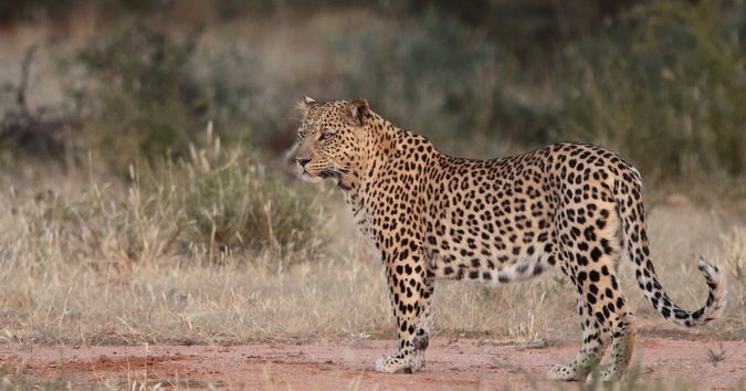 Camouflage_-_Image_1_leopard_resized-001 - Africa Geographic