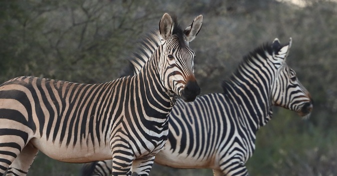 Camouflage_-_image_2_zebra_resized-001 - Africa Geographic