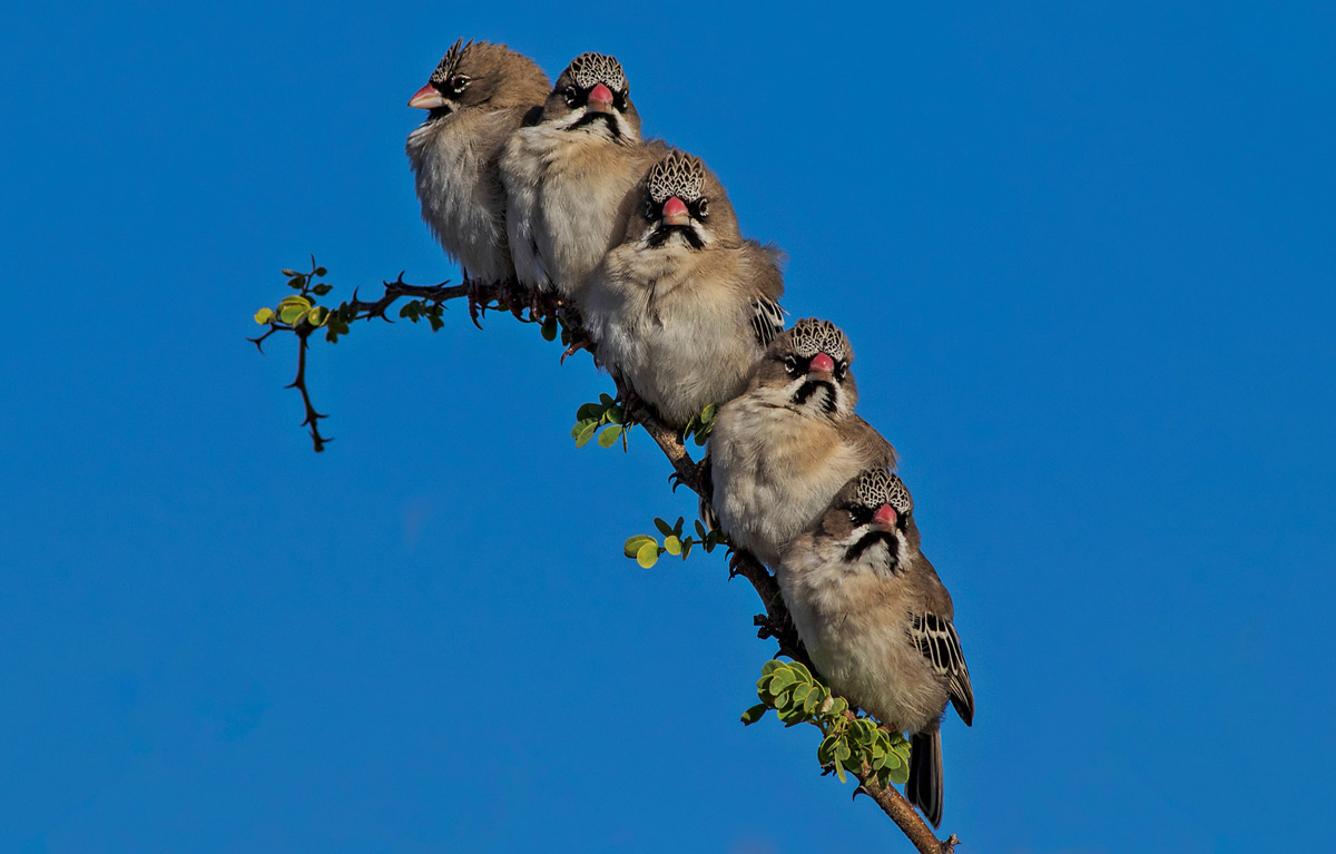 A branch of scaly-feathered finches in Kgalagadi Transfrontier Park, South Africa © Charmaine Joubert