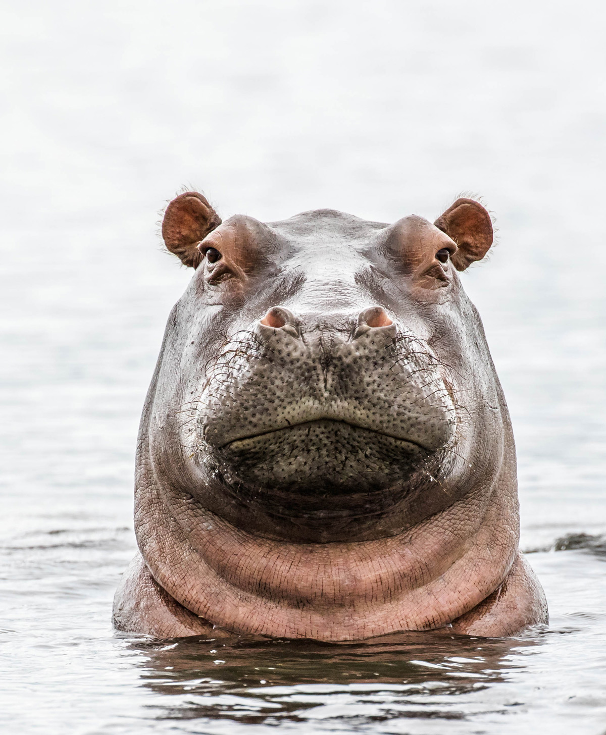 A hippo spotted in the Chobe River in Chobe National Park, Botswana © Cheryl Cranfield