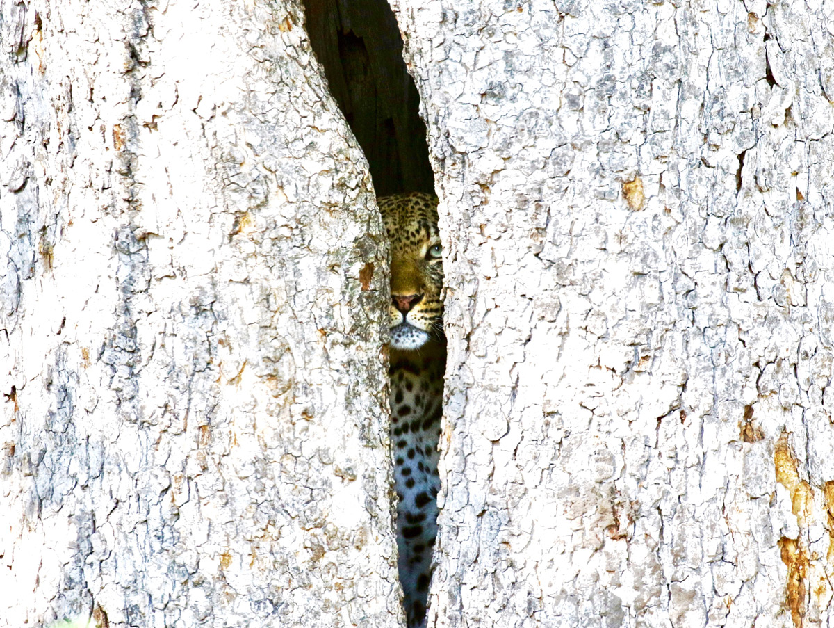 “Watching me, watching you” – Okavango Delta, Botswana © Clare Doolan