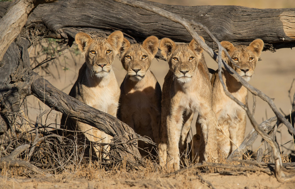 Lion cubs spotted in Kgalagadi Transfrontier Park, South Africa © Corlette Wessels 