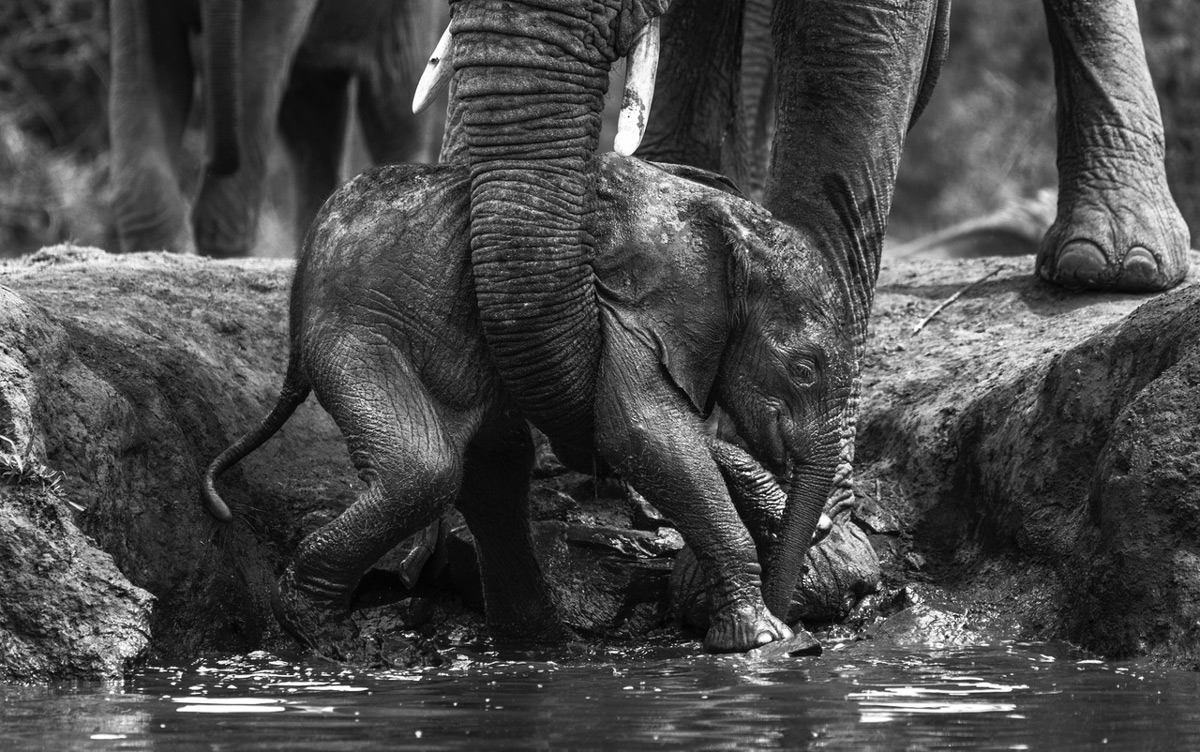 An elephant calf is picked up by its mother after falling into a waterhole in Madikwe Game Reserve, South Africa © Cornel Eksteen