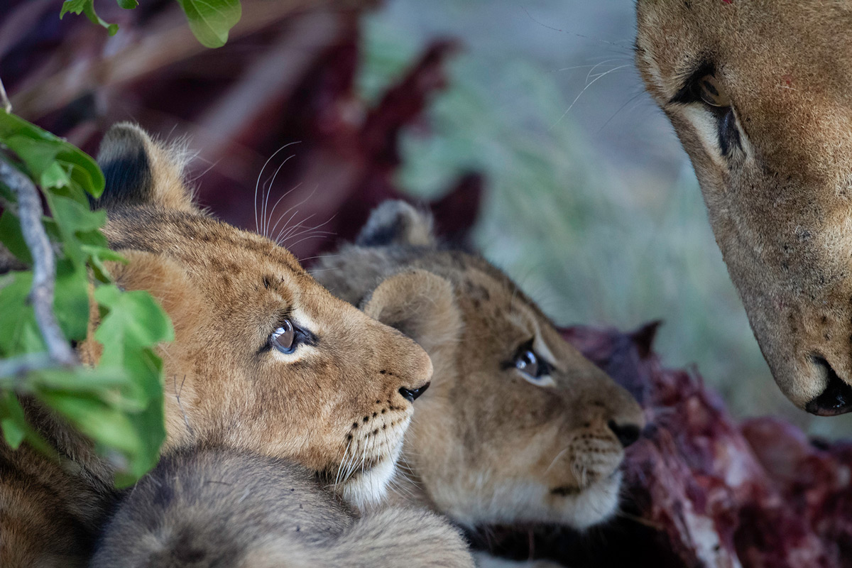 Lion cubs look up at their mother while at a wildebeest kill in Sabi Sands Private Game Reserve, South Africa © Daniel Koen