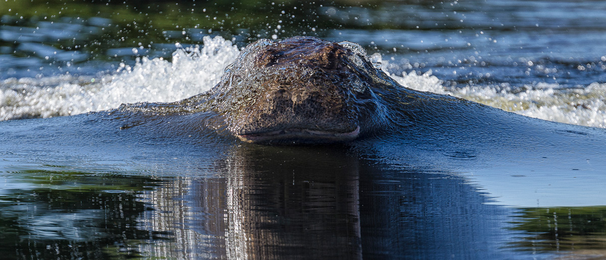 A hippo surfaces out of the water at speed in Chobe National Park, Botswana © Deena Sveinsson