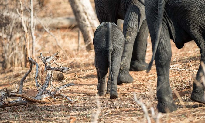 Elephant calf walking with adults