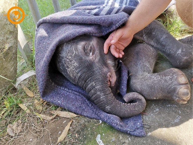 Three-month-old elephant calf, rescued in Maputo Special Reserve, Mozambique