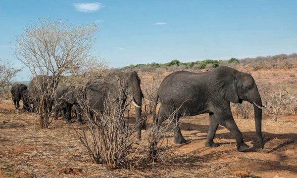 Elephant management plan announced for KAZA countries - Africa Geographic