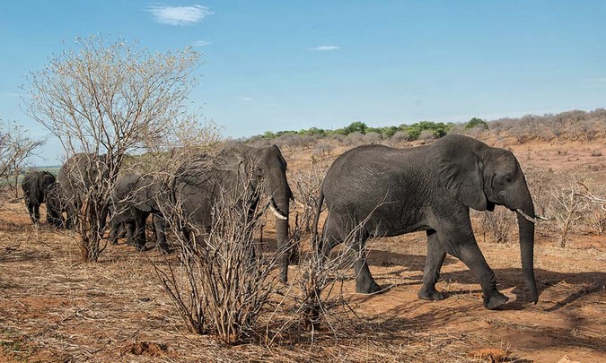 Elephant herd