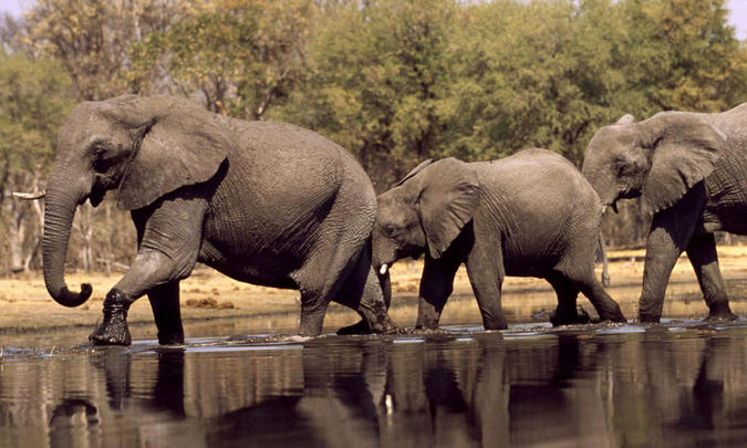 Elephant herd crossing river