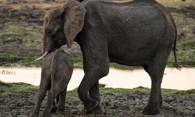 Elephant mother and calf