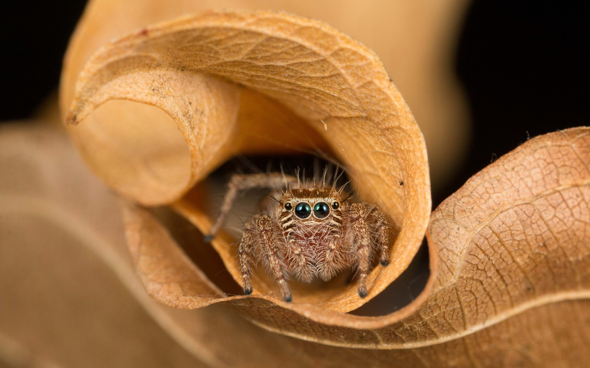 A jumping spider (Hyllus sp.) in a folded leaf in Greater Kruger National Park, South Africa © Eraine van Schalkwyk