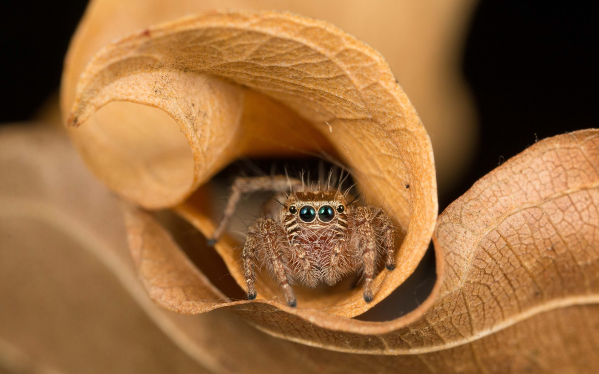 Jumping spider in a leaf curl © Eraine van Schalkwyk