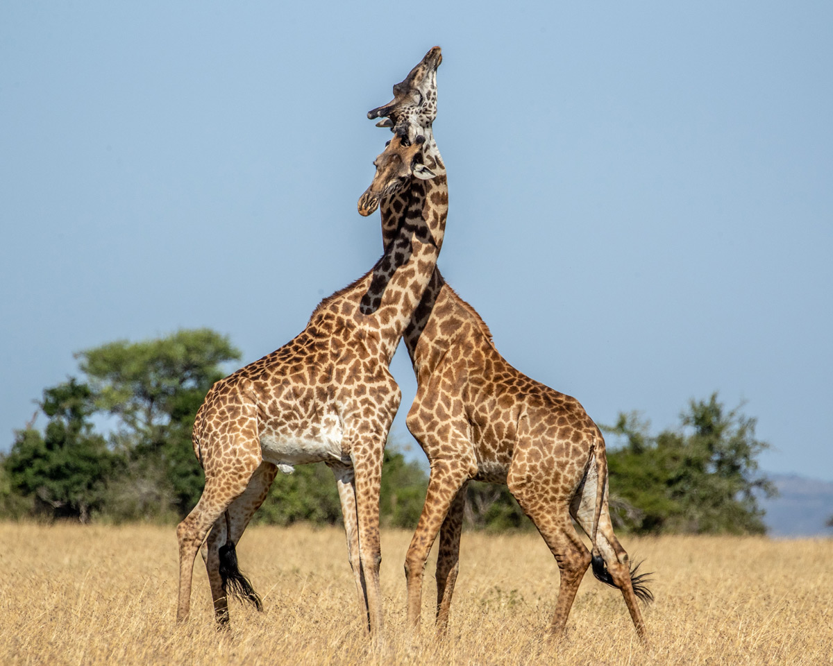 Giraffes fight for dominance in Serengeti National Park, Tanzania © Erin Long