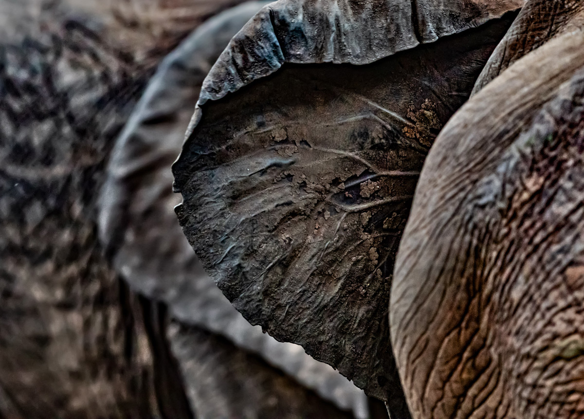 Textures on the back of an elephant’s ear in Kruger National Park, South Africa © Ernest Porter
