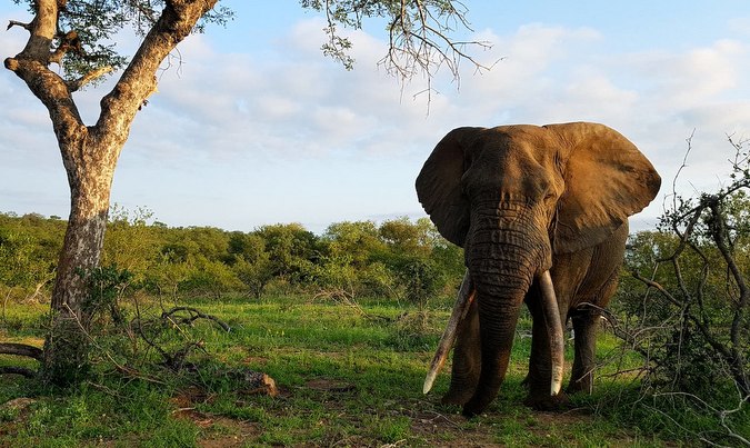 Tusker elephant in Balule Private Nature Reserve