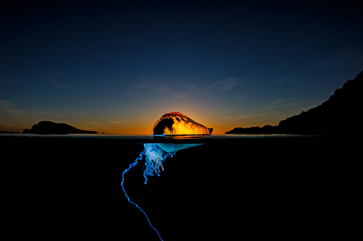 An Atlantic Portuguese man-o’-war, False Bay, South Africa © Geo Cloete