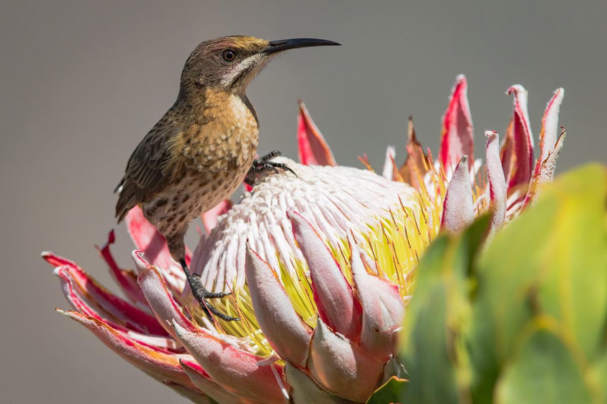 A Cape sugarbird on a king protea in the Slanghoek Valley, South Africa © Gideon Malherbe