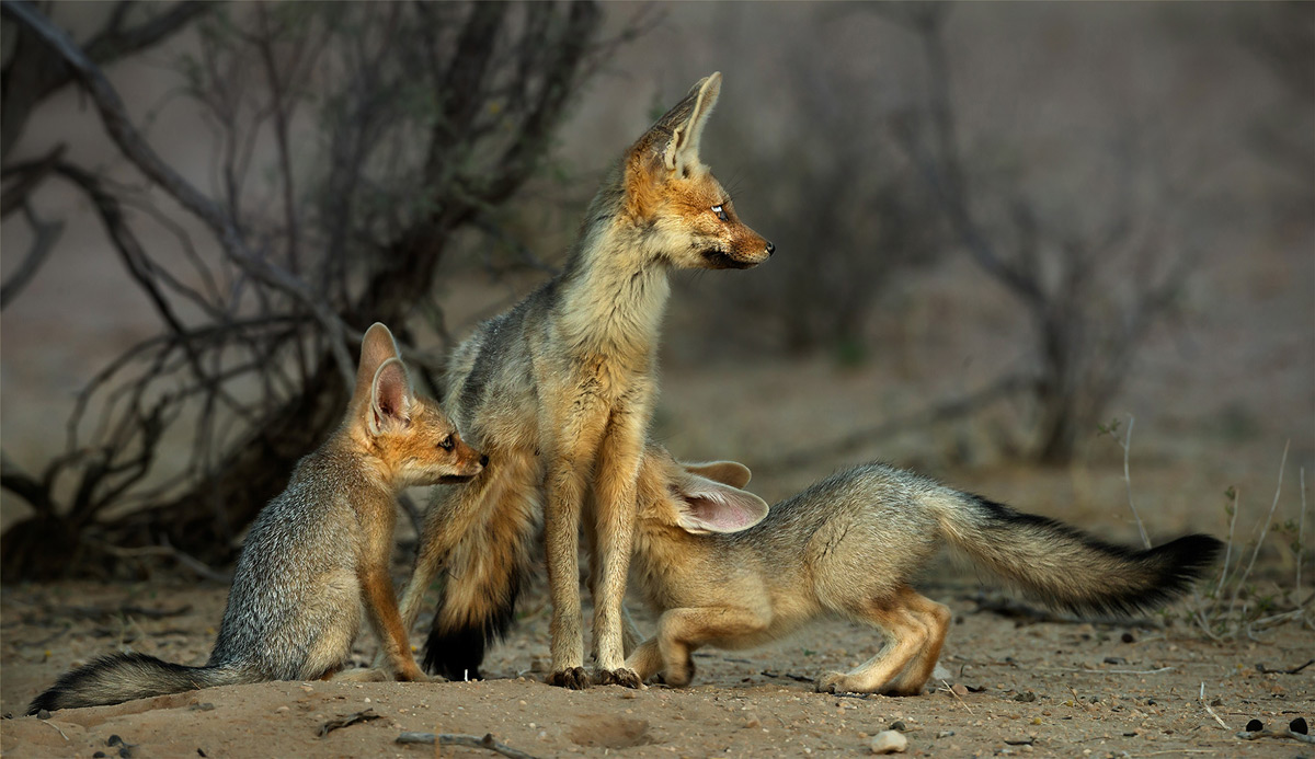 Juvenile Cape foxes suckle on their mother in Kalahari Gemsbok National Park, South Africa © Hesté de Beer