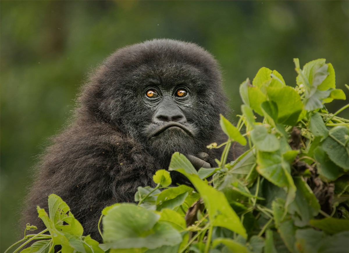 A juvenile mountain gorilla watches others play from a distant treetop in Virunga National Park, DR Congo © Hesté de Beer