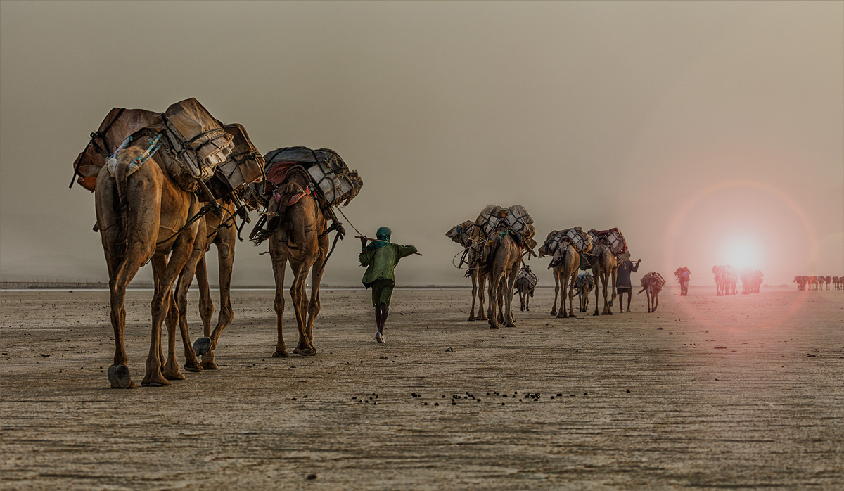 Salt caravans begin their westward journey after sunset in the Afar Depression, Ethiopia © Hesté de Beer