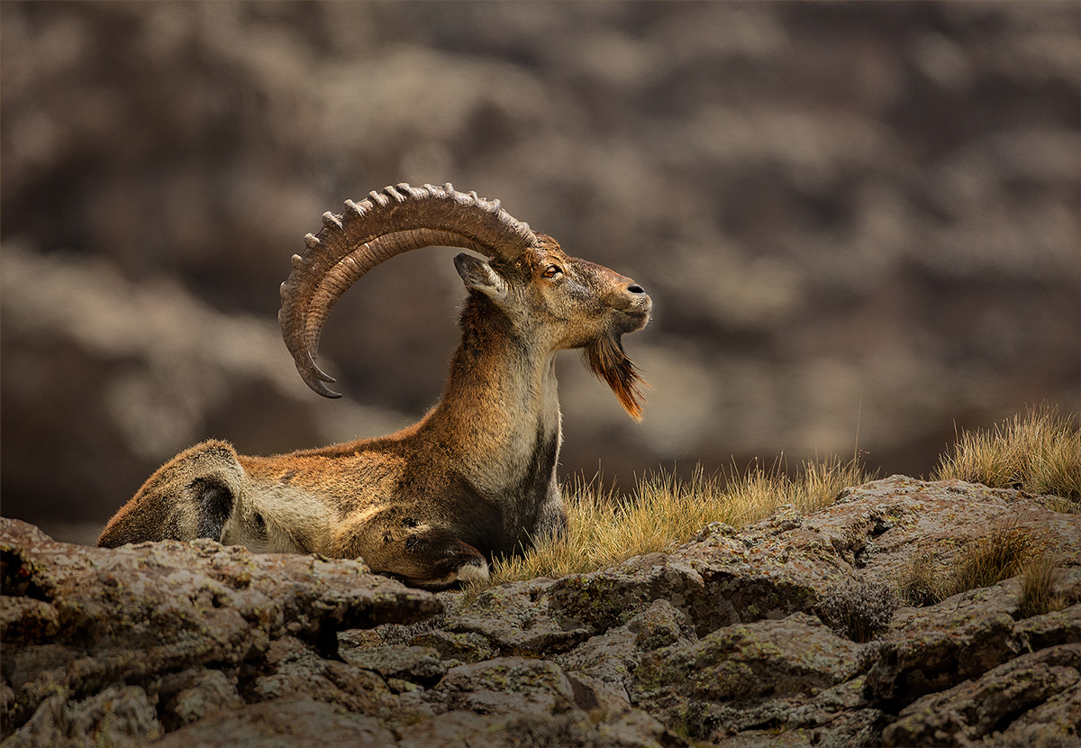A critically endangered walia ibex ram basks in the sun on a cold winter's morning, Simien Mountains National Park, Ethiopia © Hesté de Beer