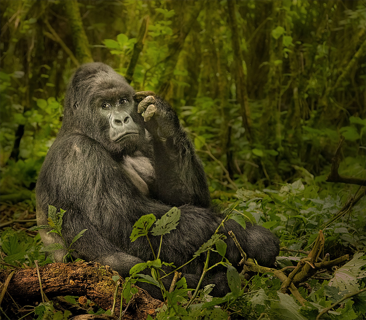 An impressive silverback mountain gorilla in Virunga National Park, Democratic Republic of the Congo © Hesté de Beer