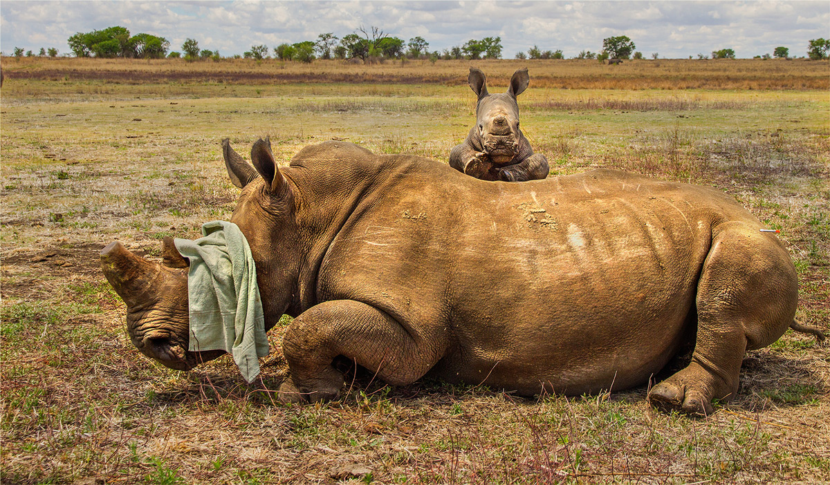 A white rhino calf refuses to leave its mother after she was darted for a dehorning, South Africa © Hesté de Beer