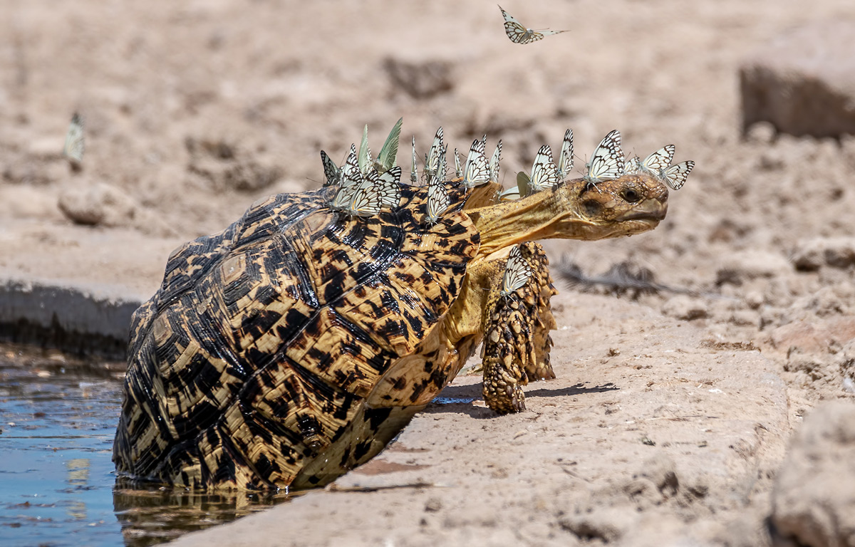 Leopard tortoise with butterflies © Hubert Janiszewski