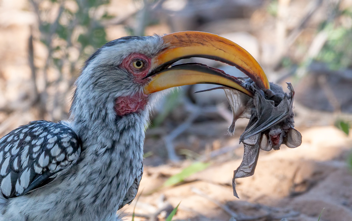 A yellow-billed hornbill with a bat meal, shortly before swallowing it whole, in Kgalagadi Transfrontier Park, South Africa © Hubert Janiszewski