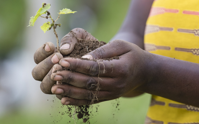 Person holding small plant