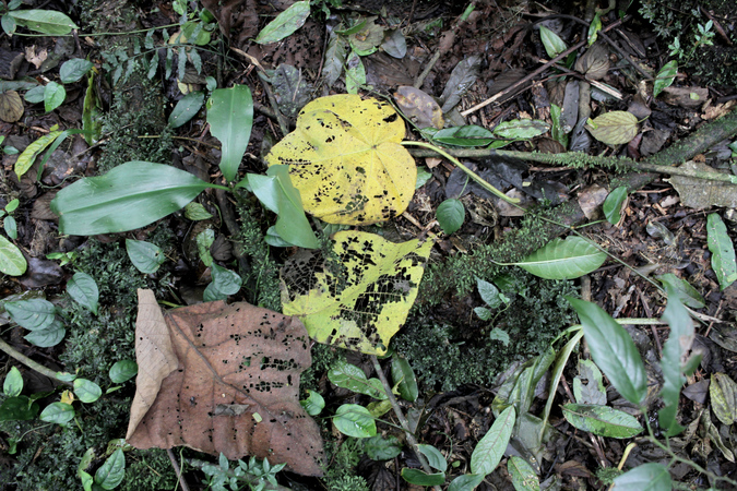 Leaf litter on the ground in Taita Hills forest in Kenya