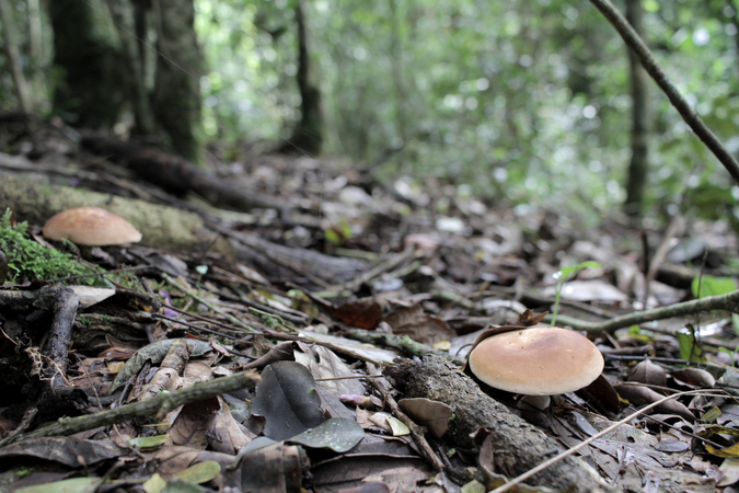 Mushrooms in Taita Hills forest in Kenya