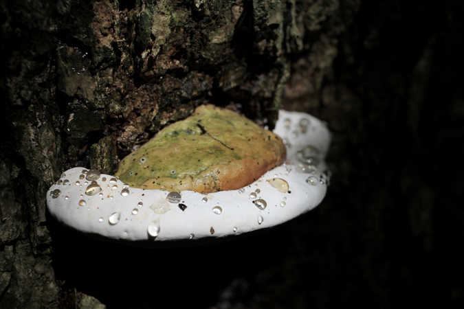 Fungi in Taita Hills forest in Kenya