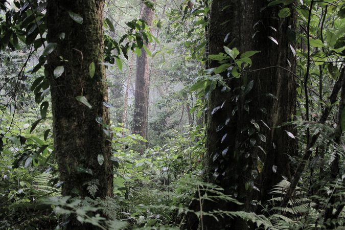 Taita Hills forest in Kenya