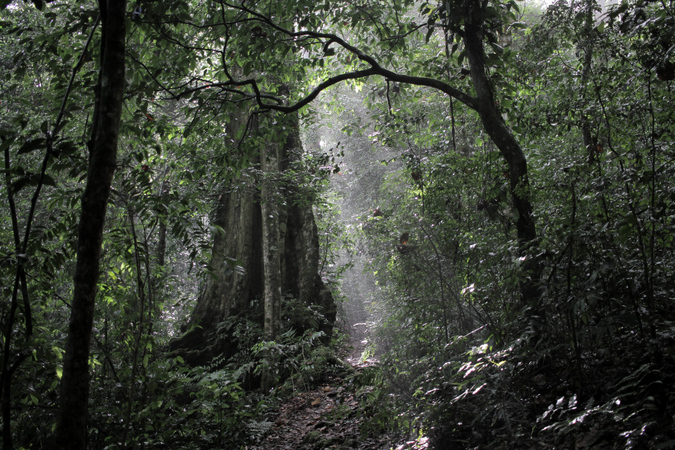 Light and shadow in the Taita Hills forest in Kenya