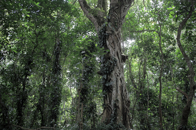 Taita Hills forest in Kenya