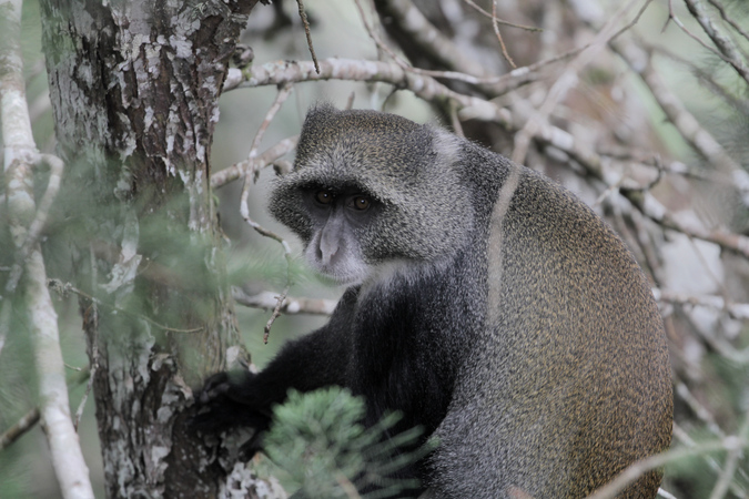 Blue monkey in Taita Hills forest in Kenya